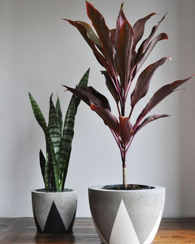 Cordyline