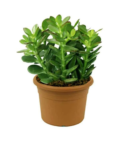 Jade Plant