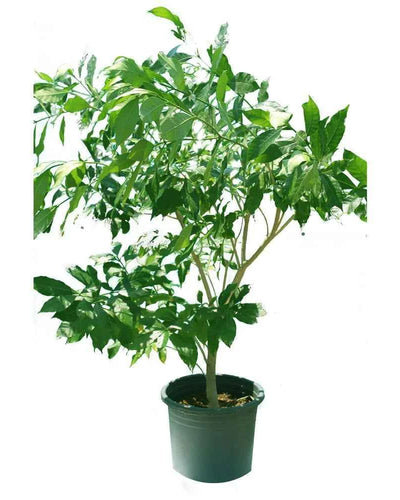 Crepe Jasmine Single Head