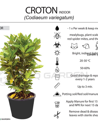 Croton (Gold Dust)