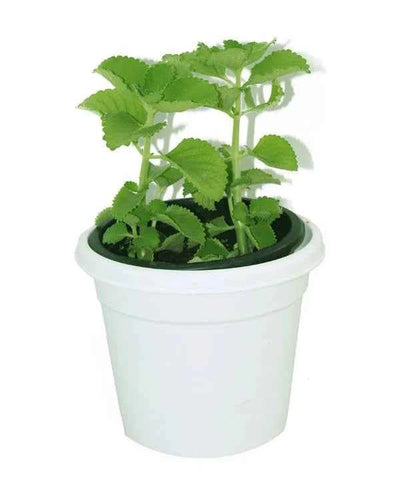 Cuban Oregano Herb – Ajwain