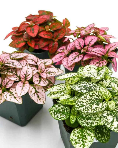 Hypoestes Phyllostachya