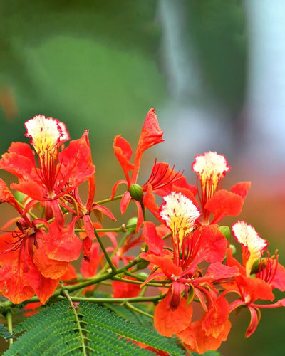 Delonix Plant - Souq Garden