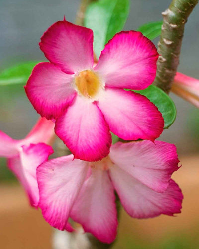 Desert Rose