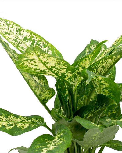 Dieffenbachia Maroba