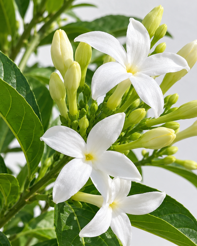 Din Ka Raja Plant