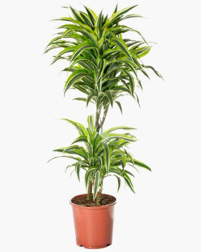 Dracaena Lemon Lime Plant