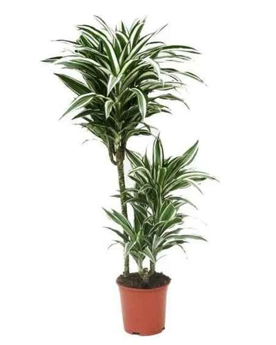 Dracaena Warneckii