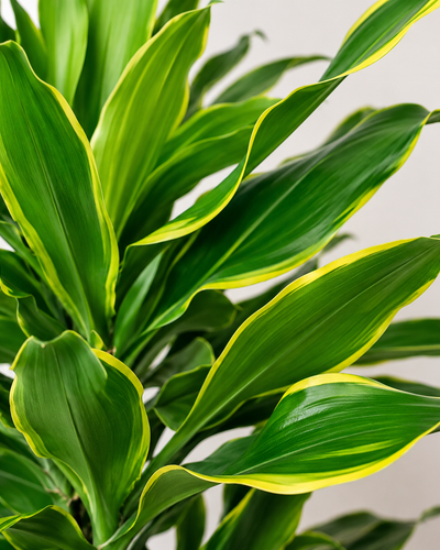 Dracaena Fragrans Golden Coast