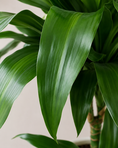 Dracaena Fragrans Ulises