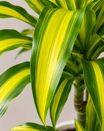 Dracaena Fragrans Yellow Coast