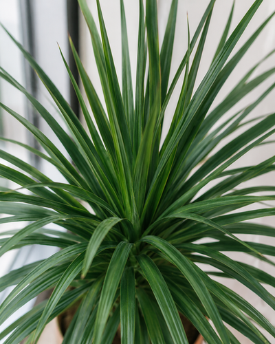 Dracaena Draco