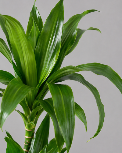 Dracaena Fragrans Janet Craig