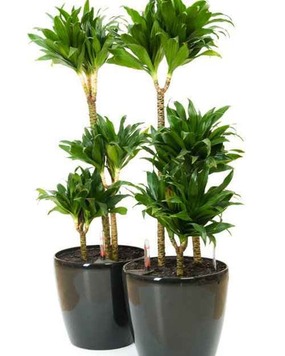 Dracaena Compacta