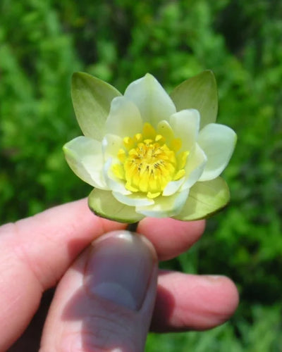 Dwarf Water Lily