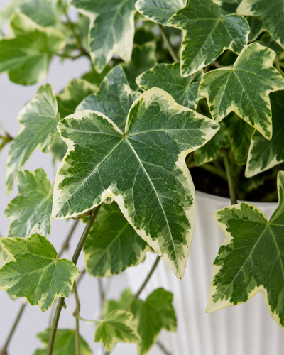 English Ivy Variegated