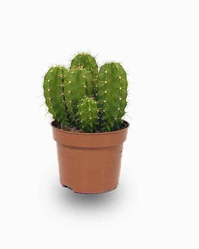 Echino Cactus Golden Barrel desert plant terracotta pot Dubai UAE Souq Garden