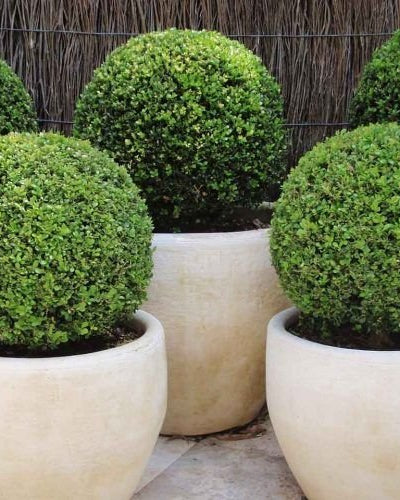 Ehretia Ball Plant