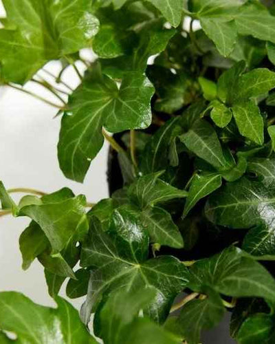 English Ivy