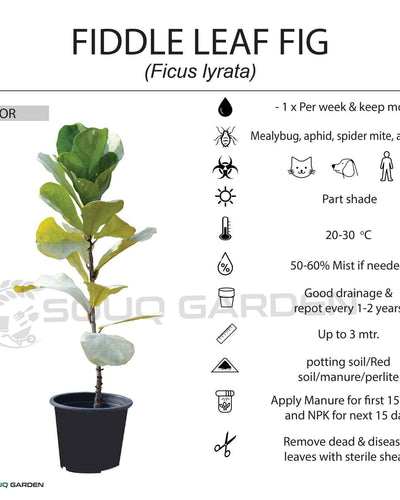 Ficus Lyrata - Fiddle Leaf Fig