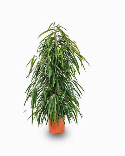Ficus Amstel Queen