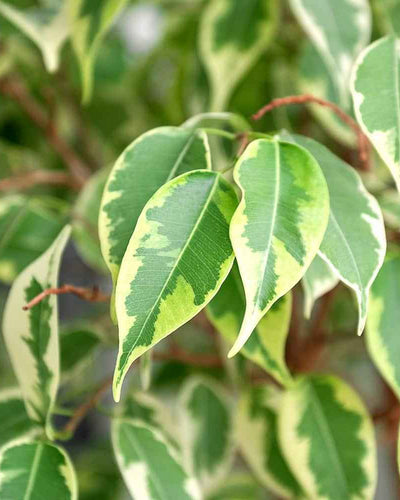Ficus Benjamina Variegated