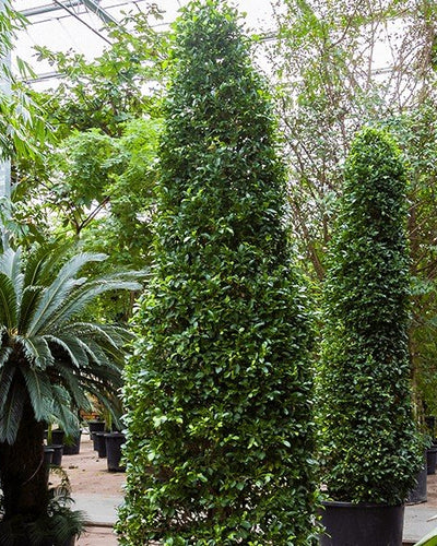 Ficus Nitida – Cone Shape