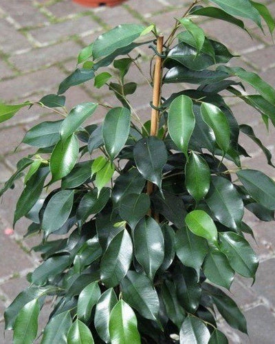 Ficus Benjamina