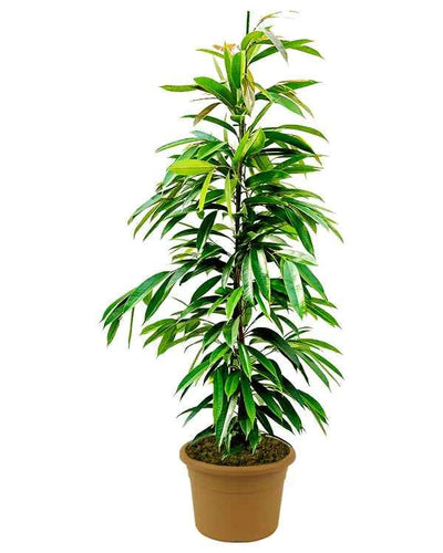 Ficus Amstel King