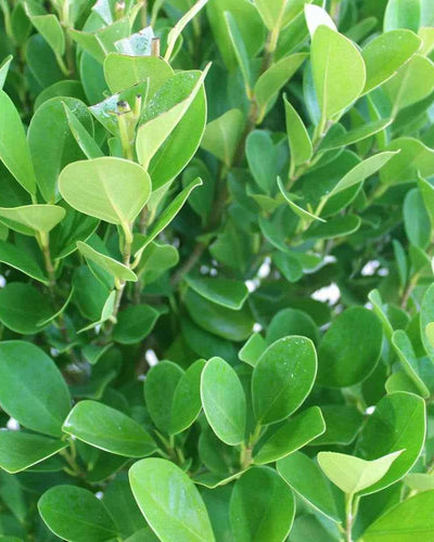 Ficus Panda – Single Head