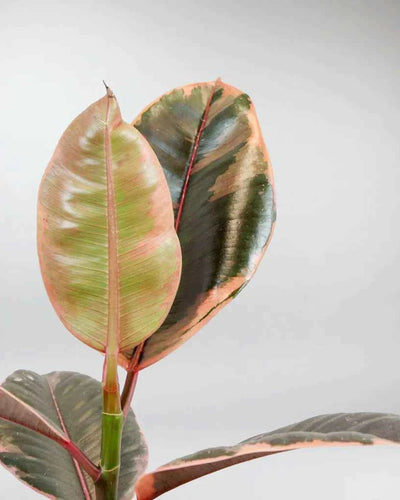 Ficus Elastica Variegated