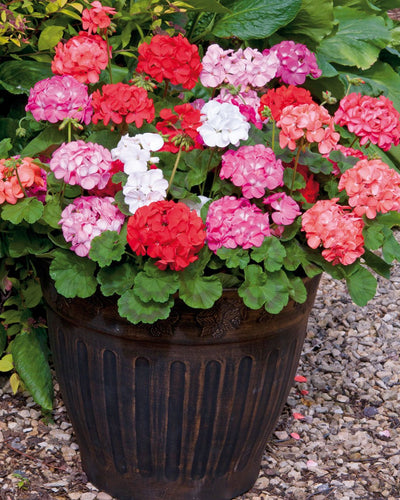 Geranium Mix