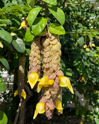 Gmelina Philippensis Cham - Souq Garden