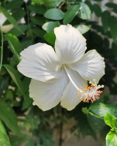 White Hibiscus Indian Joba sacred Hindu flowering plant pure white blooms for Dubai UAE gardens