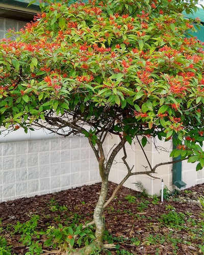 Hamelia Firebush