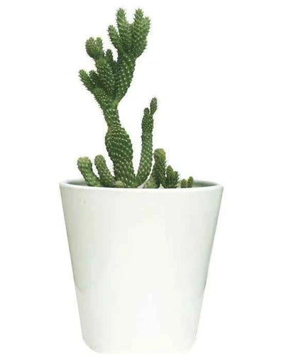 Hedgehog Cactus