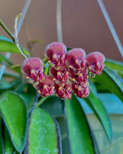 Hoya Wayetii Wax