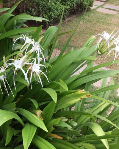 Spider Lily Hymenocallis Littoralis - Souq Garden
