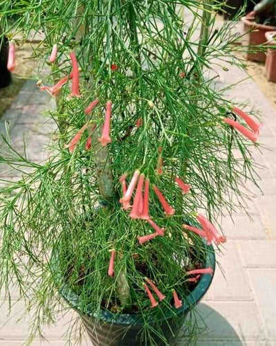 Firecracker Plant