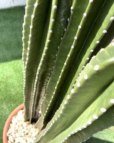 Cactus San Pedro