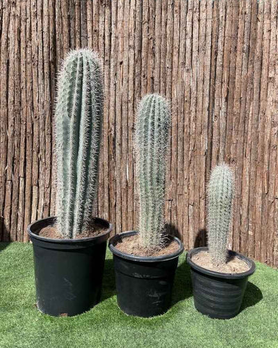 Saguaro Cactus