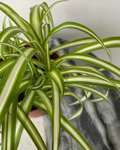 Spider Plant Vittatum