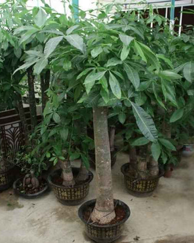 Pachira Aquatica