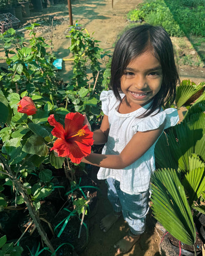 Hibiscus Hybrid