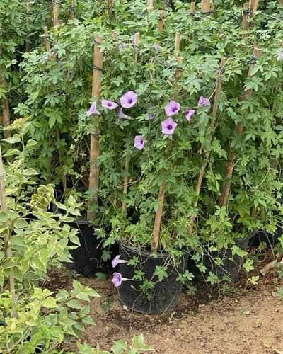 Morning Glory Ipomoea Cairica