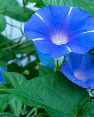 Railroad Vine (Ipomoea pes-caprae) flowering ground cover
