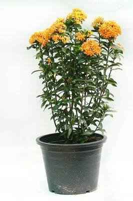 Ixora Chinensis