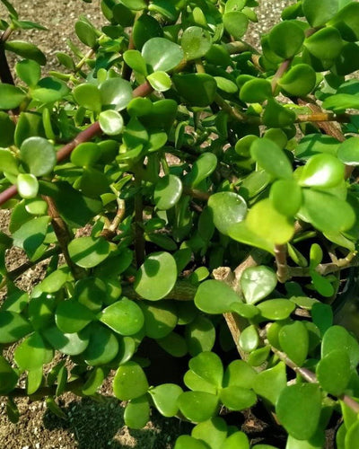 Jade Plant Outdoor