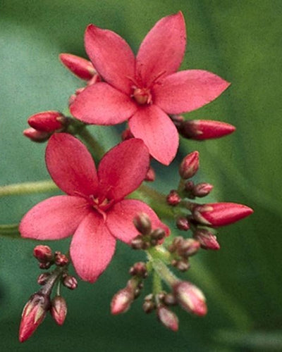 Jatropha
