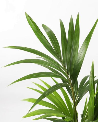 Kentia Palm Holland